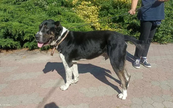 Znaleziono psa, Toruń, 6 września 2023