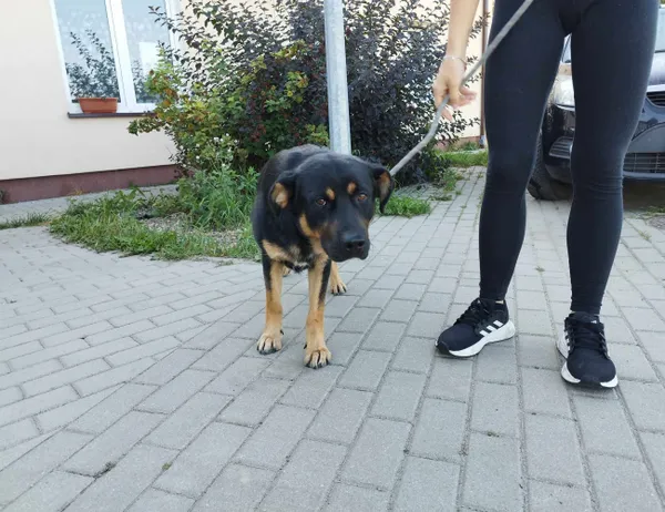 Znaleziono psa, Świdnica, 9 września 2023