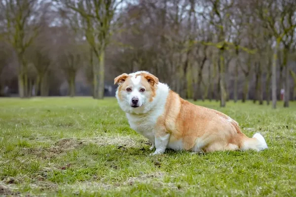 Pies do adopcji, Radom, 13 września 2024 (4/5)