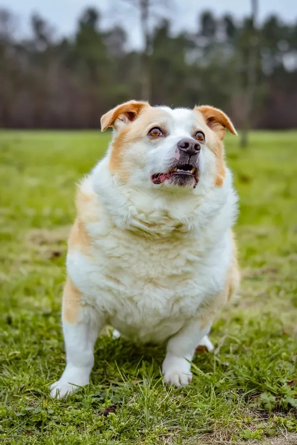 Pies do adopcji, Radom, 2 lutego 2026 (2/5)