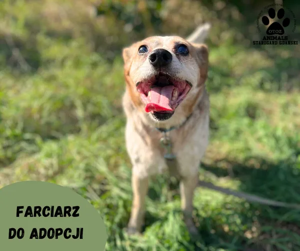 Pies do adopcji, Starogard Gdański, 12 września 2023 (2/2)
