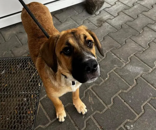 Znaleziono psa, Toruń, 9 września 2023