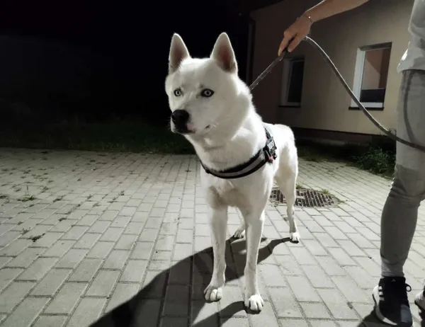 Znaleziono psa, Świdnica, 14 września 2023