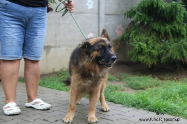 Pies do adopcji, Nowy Dwór Mazowiecki, 15 września 2012 (2/4)
