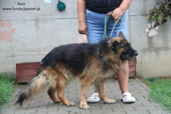 Pies do adopcji, Nowy Dwór Mazowiecki, 15 września 2012 (4/4)