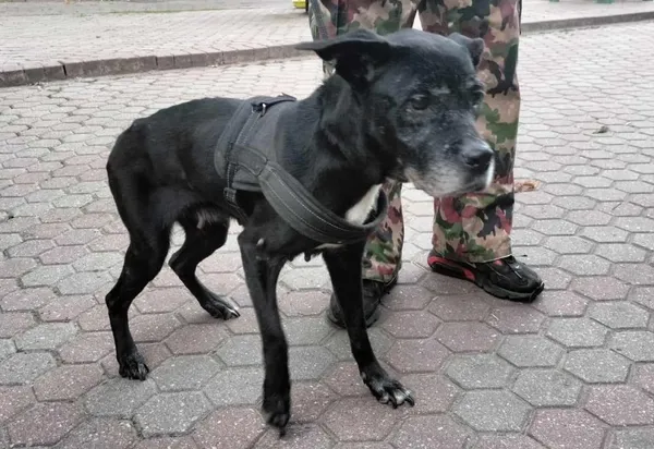 Znaleziono psa, Toruń, 15 września 2023