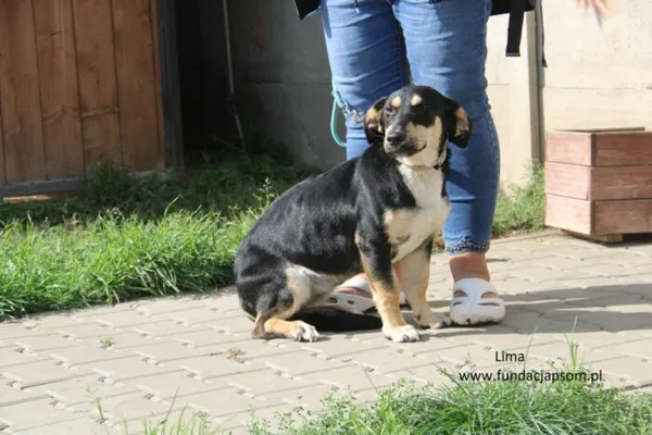 Pies do adopcji, Nowy Dwór Mazowiecki, 19 września 2023 (2/5)
