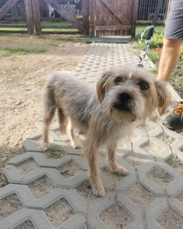 Pies do adopcji, Młodolino, 20 września 2023