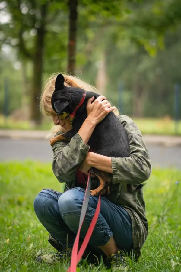 Pies do adopcji, Warszawa, 2 września 2023 (2/5)