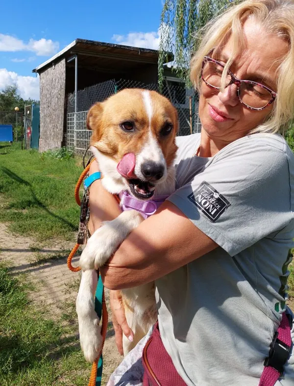 Pies do adopcji, Przyborówko, 21 września 2023 (2/3)