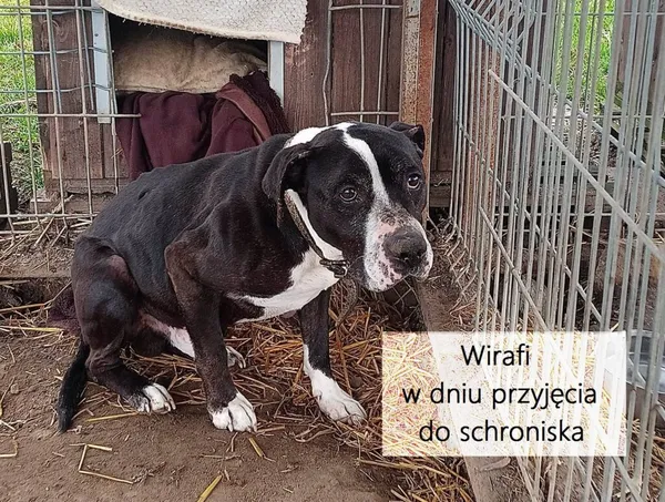 Pies do adopcji, Przyborówko, 21 września 2023 (2/5)