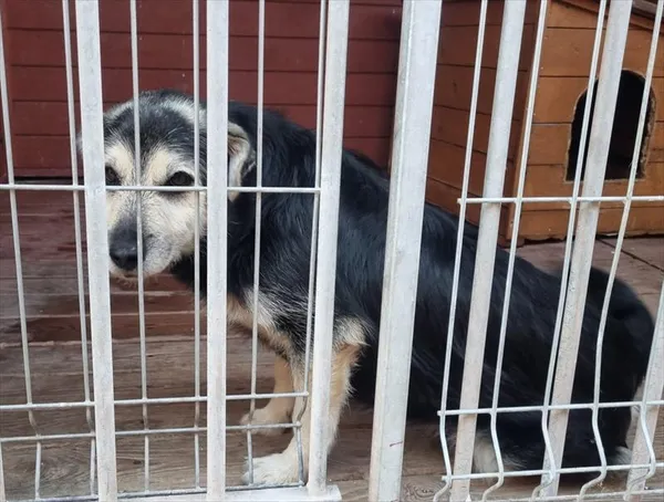 Pies do adopcji, Gorzów Wielkopolski, 11 września 2023