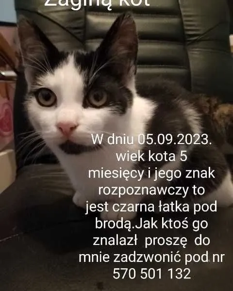 Zaginął kot, Rumia, Zagórze, 21 września 2023