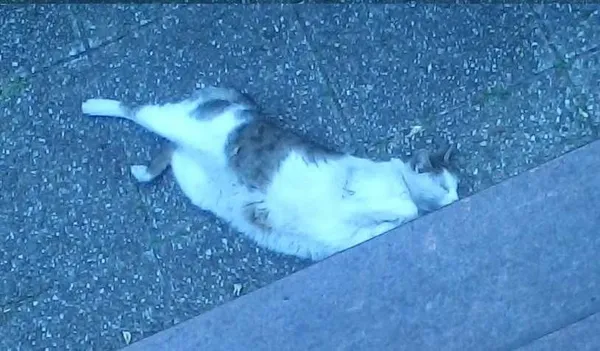 Zaginął kot, Olesno, 19 września 2023 (1/4)