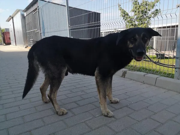Pies do adopcji, Choszczno, 11 września 2023