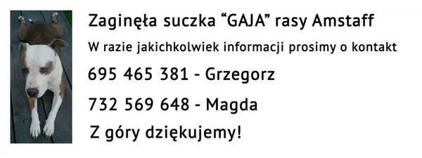 Zaginął pies, Przedmieście Dubieckie, 14 września 2023 (3/4)