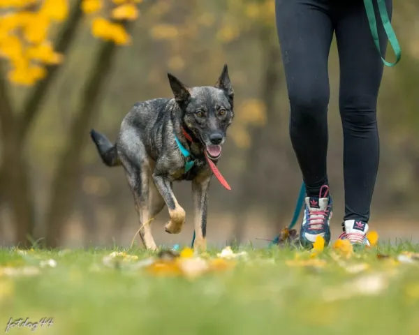 Znaleziono psa, Warszawa, 24 września 2023 (5/5)