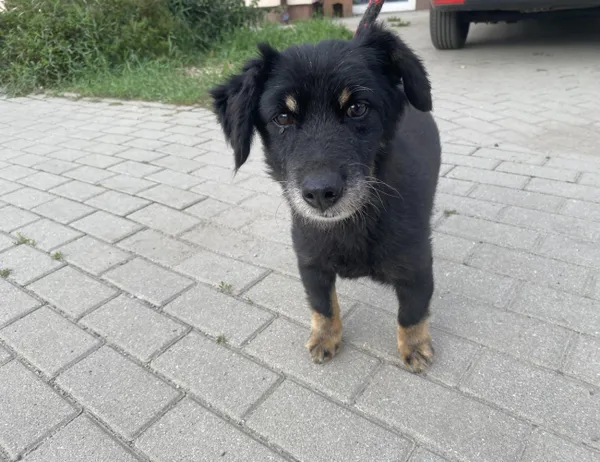 Znaleziono psa, Świdnica, 23 września 2023