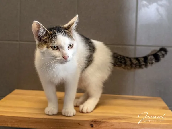Kot do adopcji, Sopot, 24 września 2023 (2/5)
