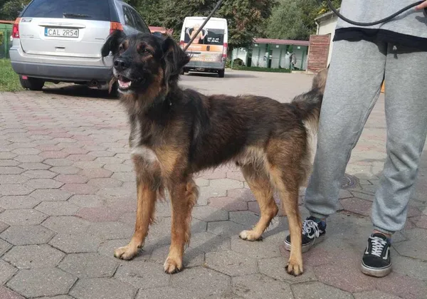 Znaleziono psa, Toruń, 25 września 2023