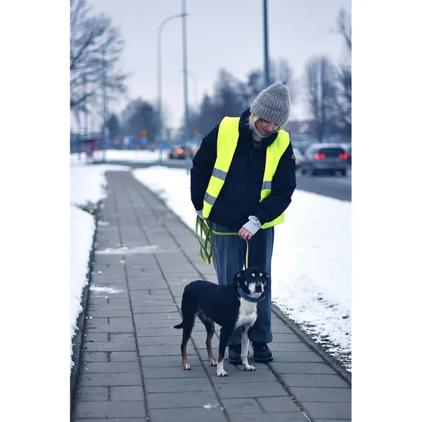 Znaleziono psa, Białystok, 5 września 2023 (4/4)