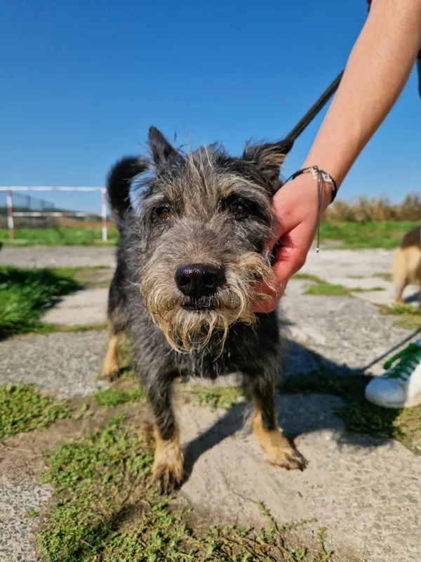 Pies do adopcji, Racławice, 27 września 2023 (2/5)