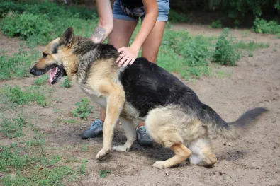 Pies do adopcji, Oborniki, 16 listopada 2018 (1/5)