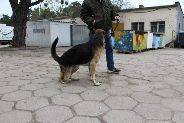 Pies do adopcji, Oborniki, 16 listopada 2018 (4/5)