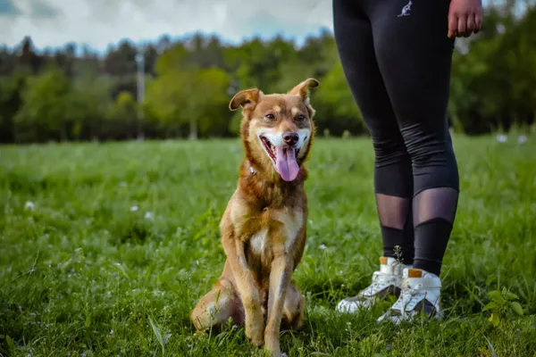 Pies do adopcji, Radom, 4 października 2023 (4/5)