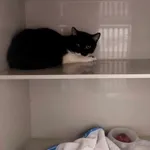 Znaleziono kota