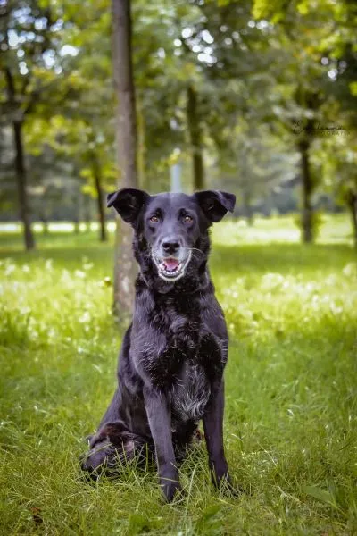 Pies do adopcji, Radom, 15 września 2023