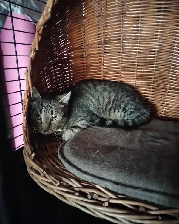 Kot do adopcji, Młodolino, 4 października 2023