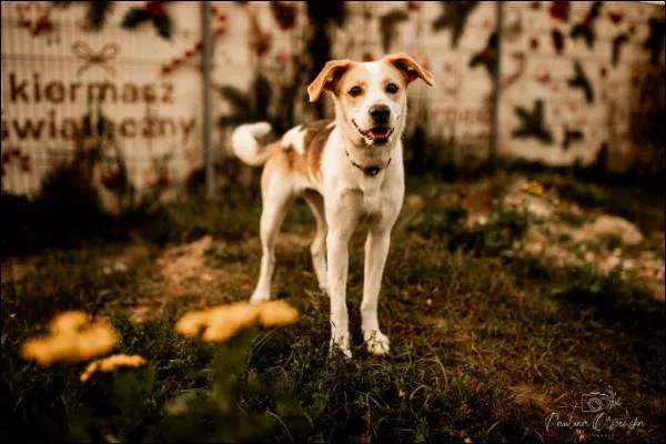 Pies do adopcji, Grudziądz, 11 sierpnia 2023