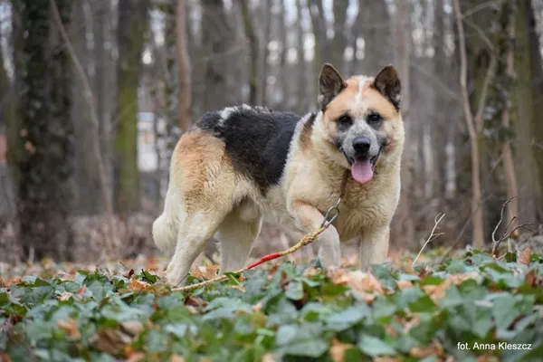 Znaleziono psa, Toruń, 2 września 2020