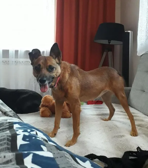 Znaleziono psa, Toruń, 9 września 2020