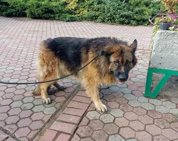 Znaleziono psa, Toruń, 5 października 2023