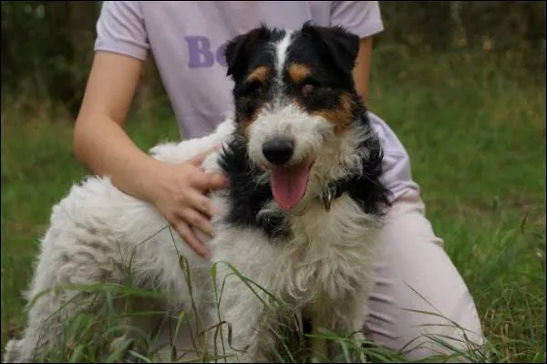 Pies do adopcji, Grudziądz, 19 lipca 2023