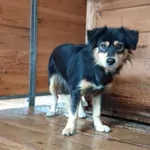 Pies do adopcji