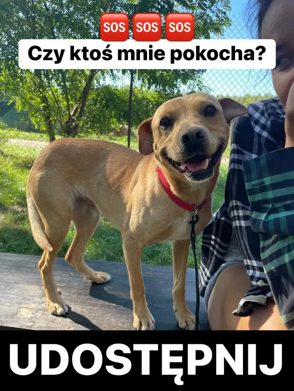 Pies do adopcji, Korabiewice, 9 października 2023 (1/5)