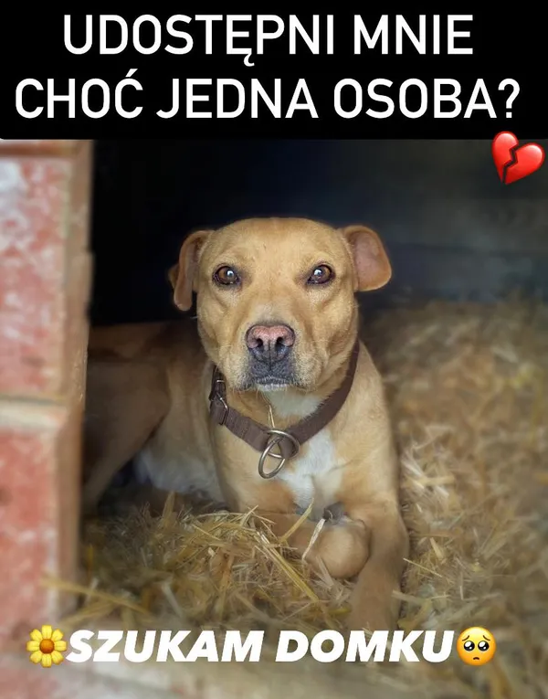 Pies do adopcji, Korabiewice, 9 października 2023 (4/5)