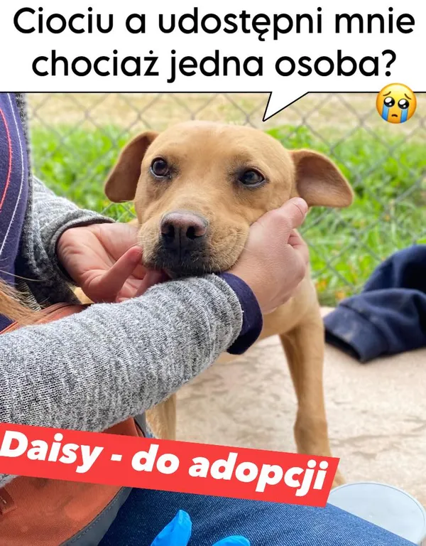 Pies do adopcji, Korabiewice, 9 października 2023 (5/5)