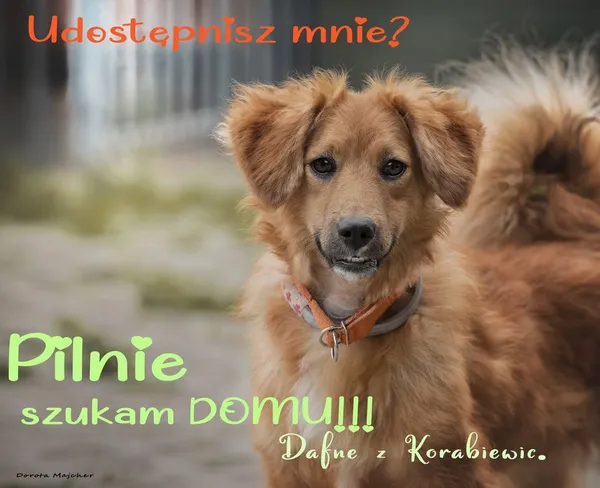 Pies do adopcji, Korabiewice, 9 października 2023 (1/3)