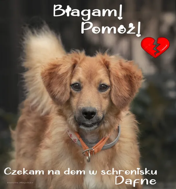 Pies do adopcji, Korabiewice, 9 października 2023 (3/3)