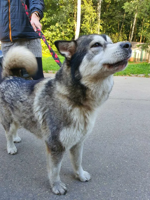 Znaleziono psa, Sosnowiec, 6 października 2023