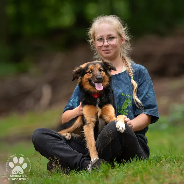Pies do adopcji, Gdynia, 10 października 2023 (2/4)