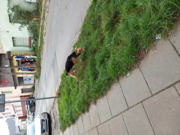 Znaleziono psa, Łódź, 11 października 2023