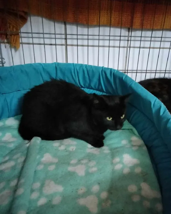 Kot do adopcji, Młodolino, 10 października 2023