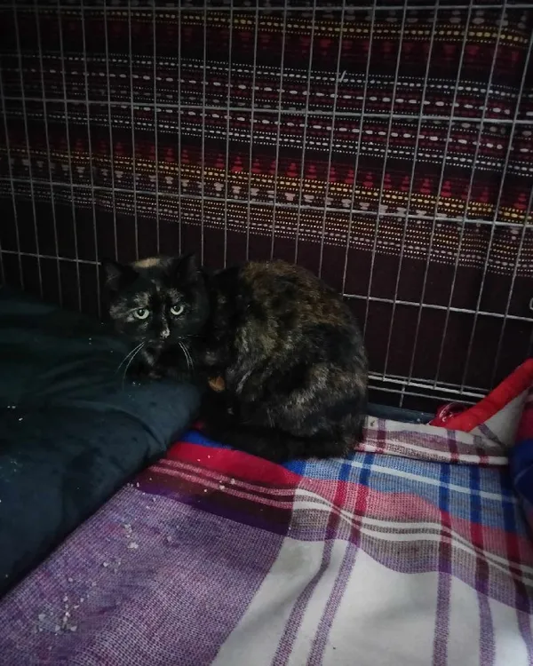Kot do adopcji, Młodolino, 10 października 2023