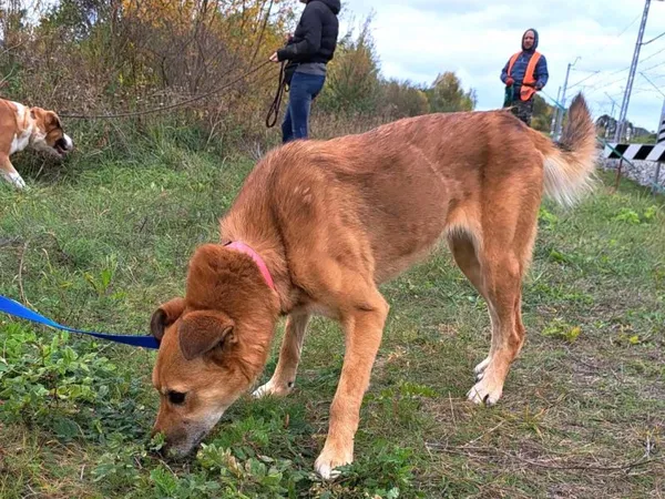 Pies do adopcji, Pawłowo, 16 października 2023 (1/3)