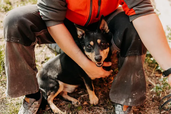 Pies do adopcji, Czartki, 16 października 2023 (3/5)